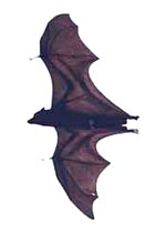 sifin_bat_001