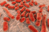 Eazyplex SuperBug Acineto
