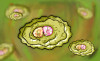 Eazyplex STD CT