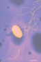 E. coli - Monospecific