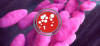 Eazyplex SuperBug Expert