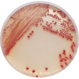 CHROMagar Acinetobacter 5000ml + supplement