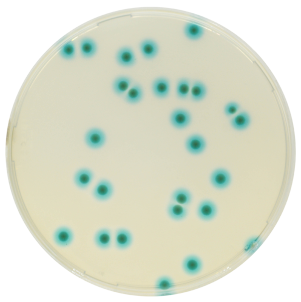 CHROMagar B. cepacia 5000ml CHROMagar B. cepacia 5000ml