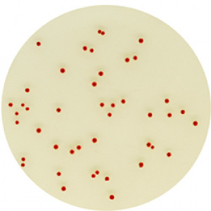 CHROMagar Campylobacter 5000ml