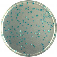 CHROMagar E. coli 5000ml