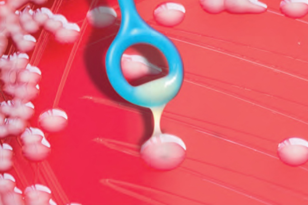 Eazyplex hypervirulent K. pneumoniae Eazyplex hypervirulent K. pneumoniae