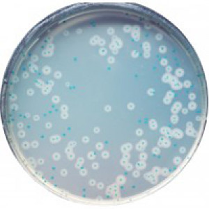 CHROMagar Listeria 5000ml