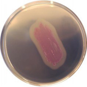 CHROMagar Identification Listeria 250ml