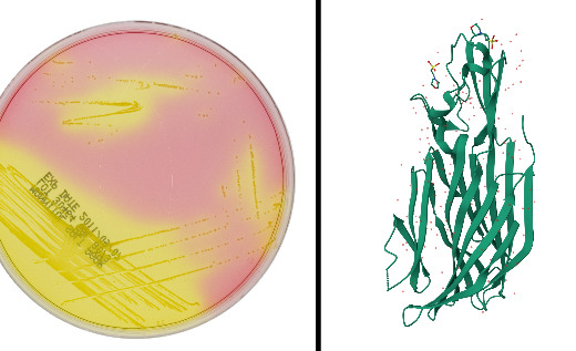 Eazyplex MRSA Plus