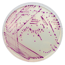 CHROMagar Pasteurella 5000ml