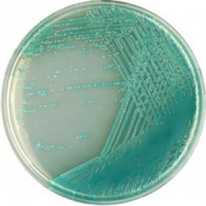 CHROMagar Pseudomonas 5000ml