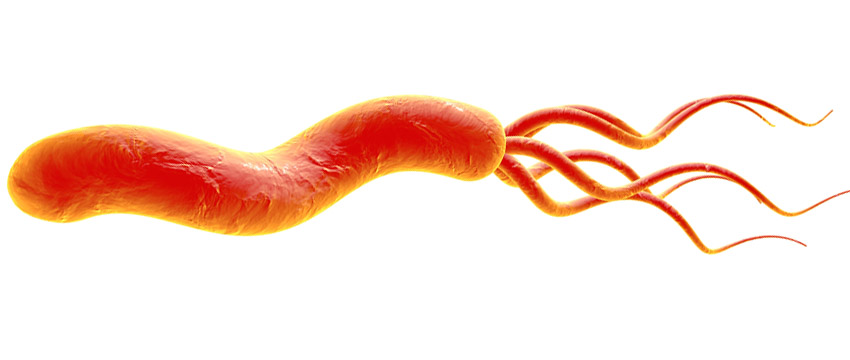 H. pylori Positive Control