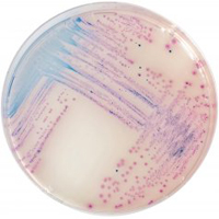 CHROMagar Salmonella 5000ml