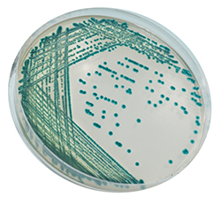 CHROMagar Serratia 5000ml