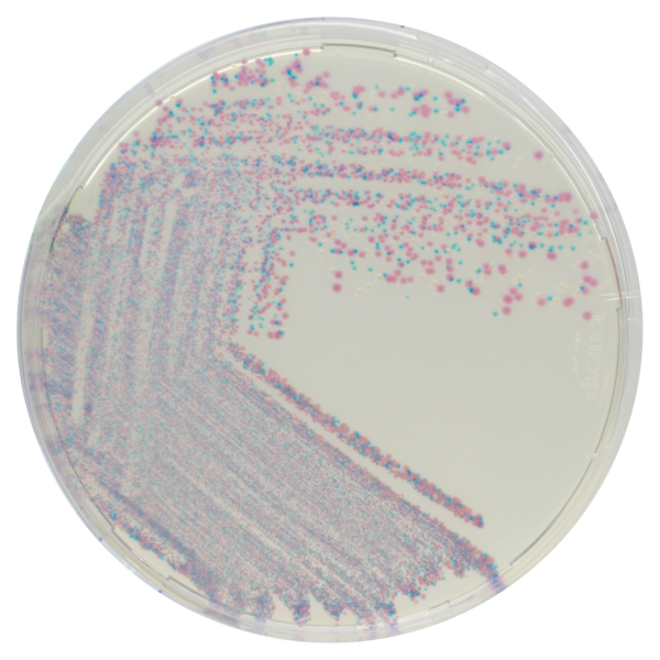 CHROMagar Staphylococcus 5000ml