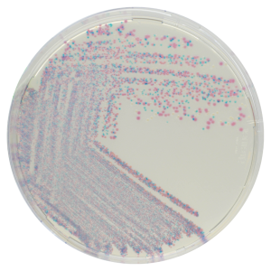 CHROMagar Staphylococcus 5000ml