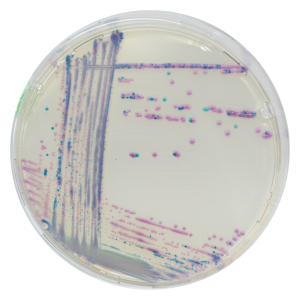 CHROMagar Streptococcus 5000ml