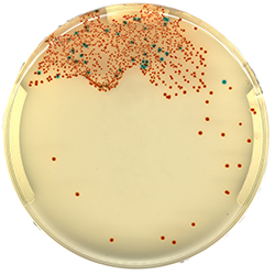 CHROMagar Strep A 5000ml