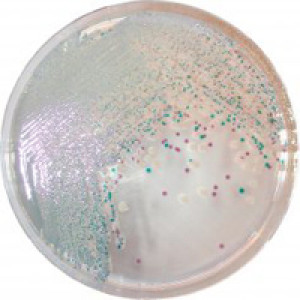 CHROMagar Vibrio 5000ml